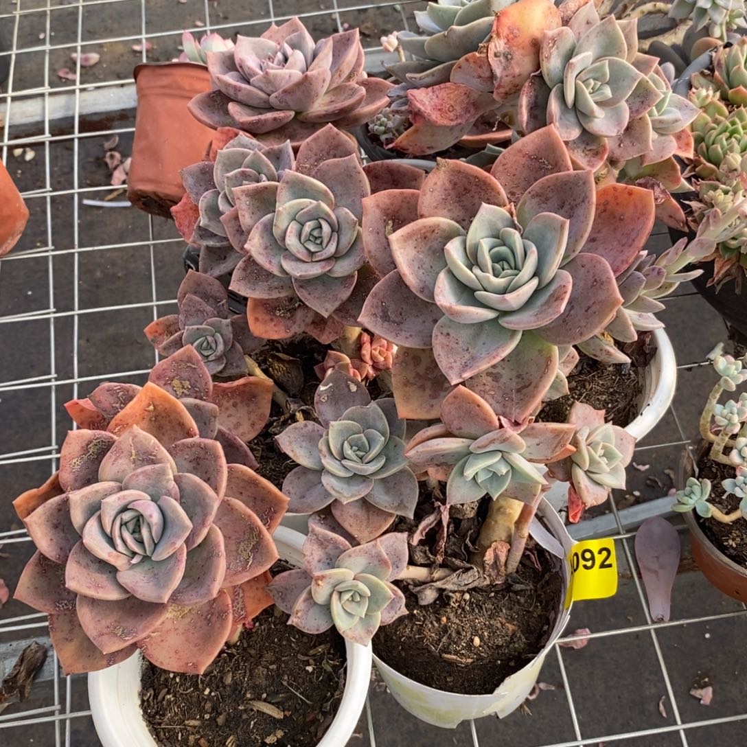 用***4092旭贺老桩一物一拍5盆