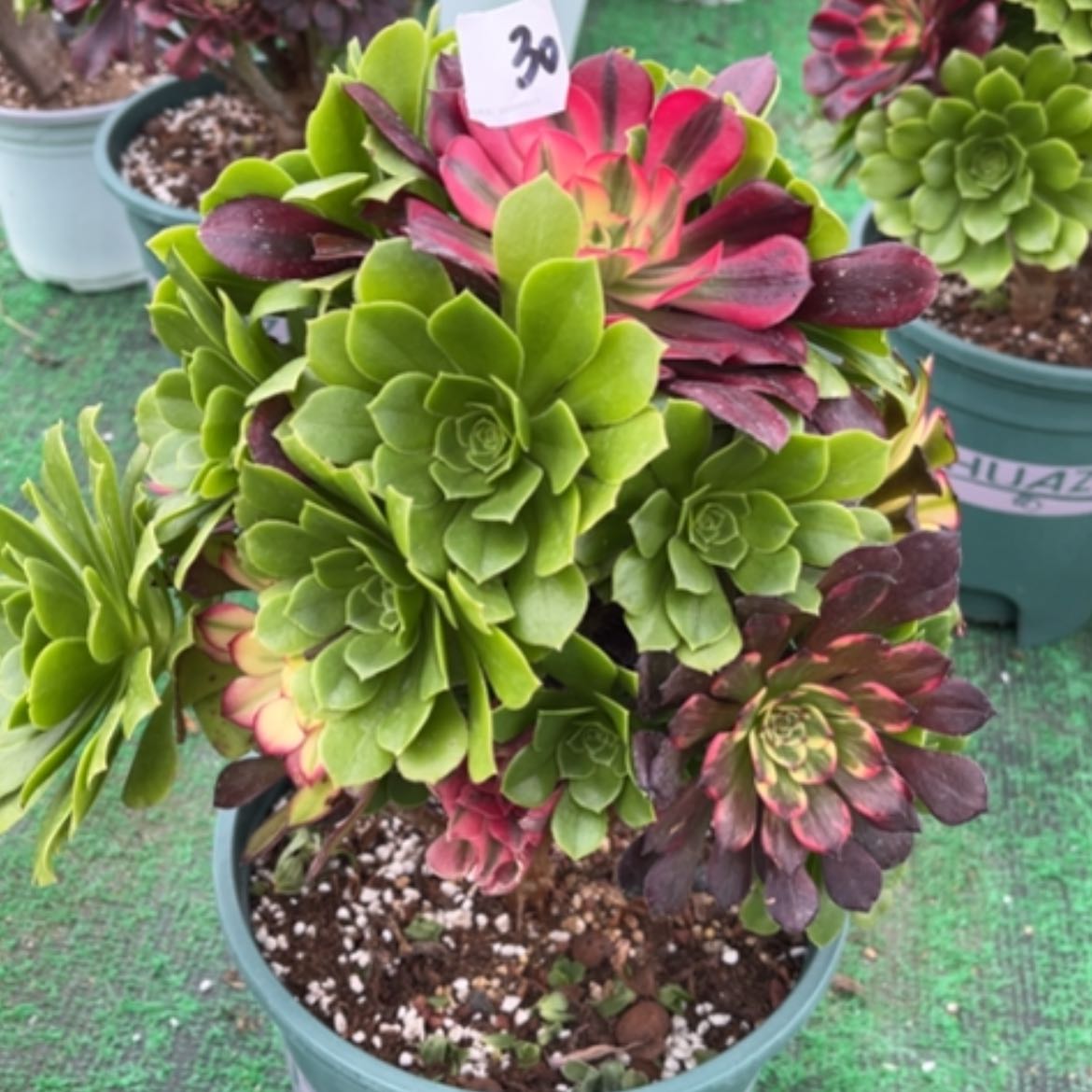 【闪购商品】30嫁接多肉法师