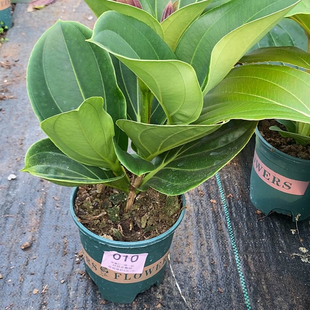 木本植物幸****?木本花卉010嫩芽无售后