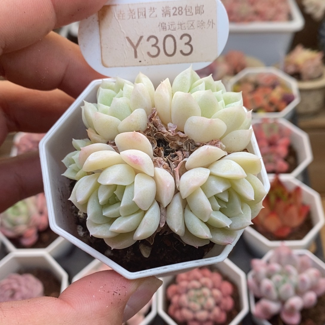 0303今日特价5.5厘米