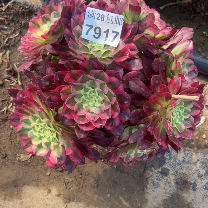7917天和多肉植物