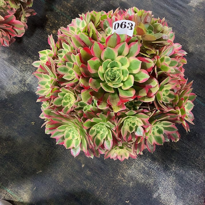 法师夜罗莎063000000