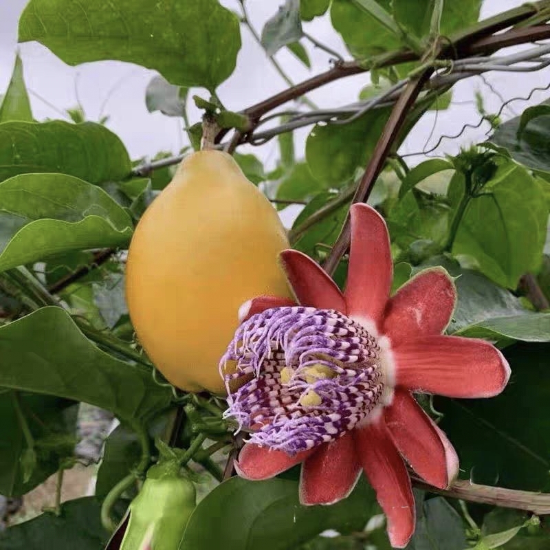 香蜜百香嫁接苗爬藤室内盆栽都可以