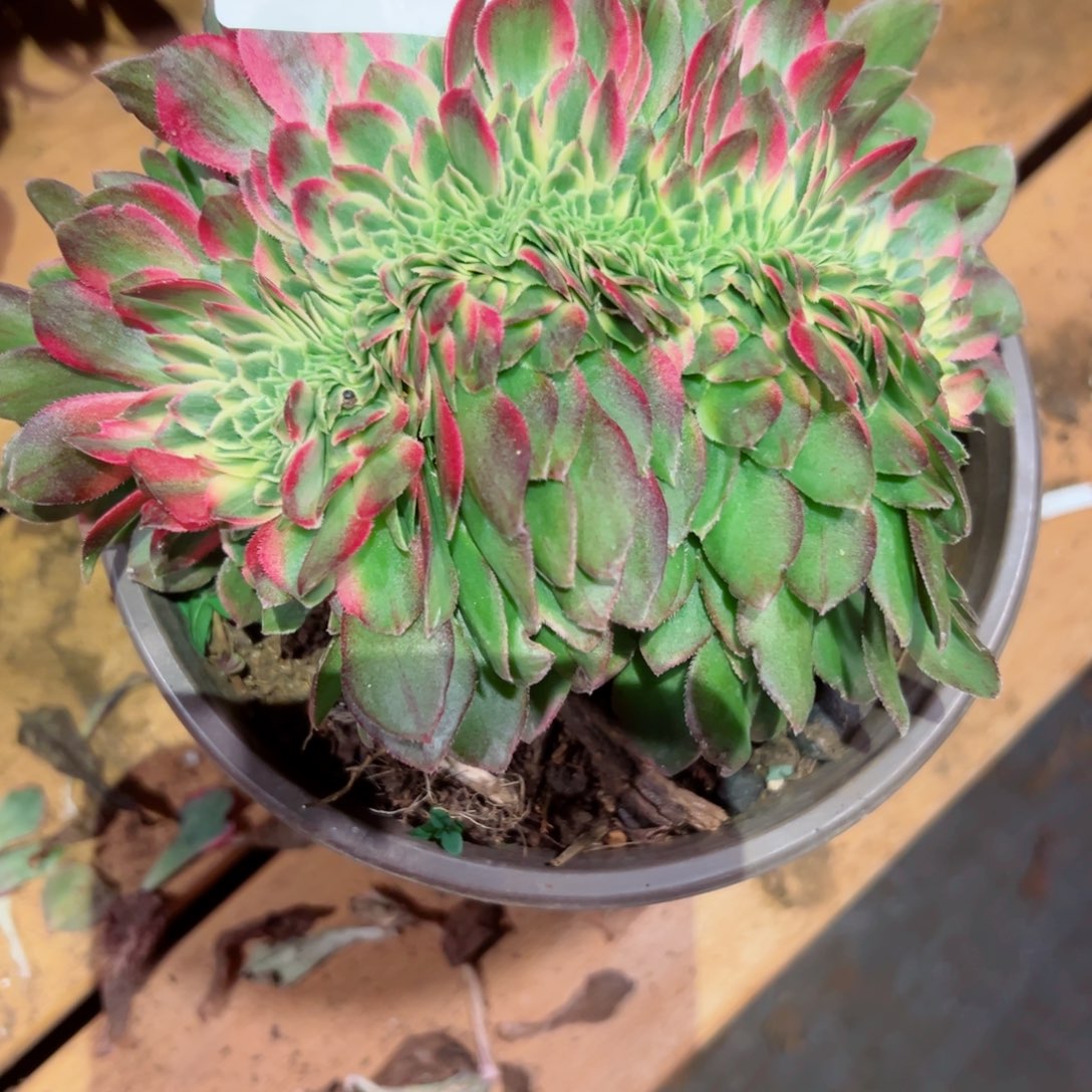 304 号多肉法师新年福利