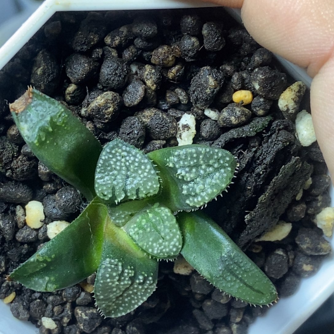 绿皮春点点寿一物一拍