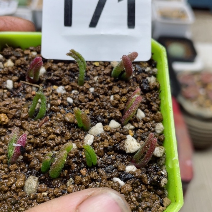 171碧光环小兔子10颗