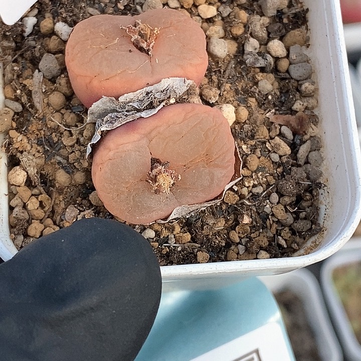 桃喜花园0207-1毛毛