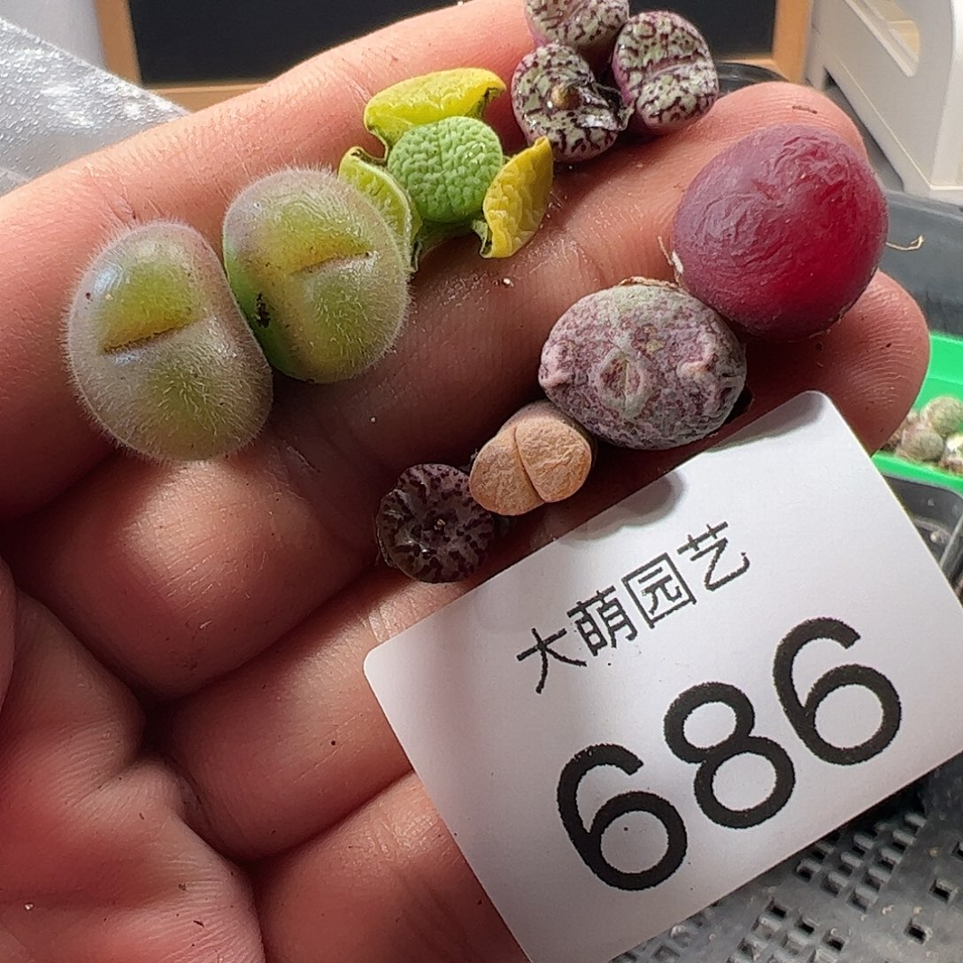一物一拍。     686