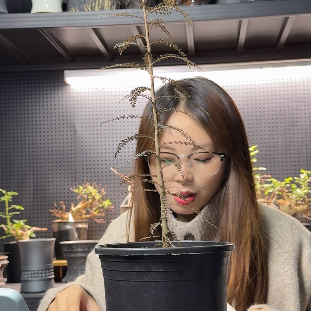 索科特拉乳香带盆