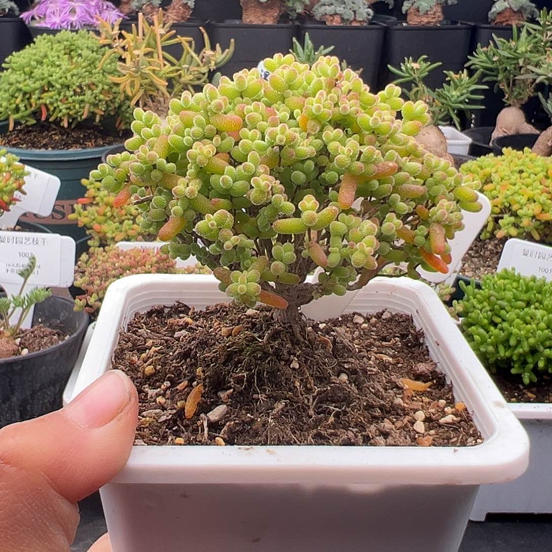 636号金桔老桩金控12.29多肉