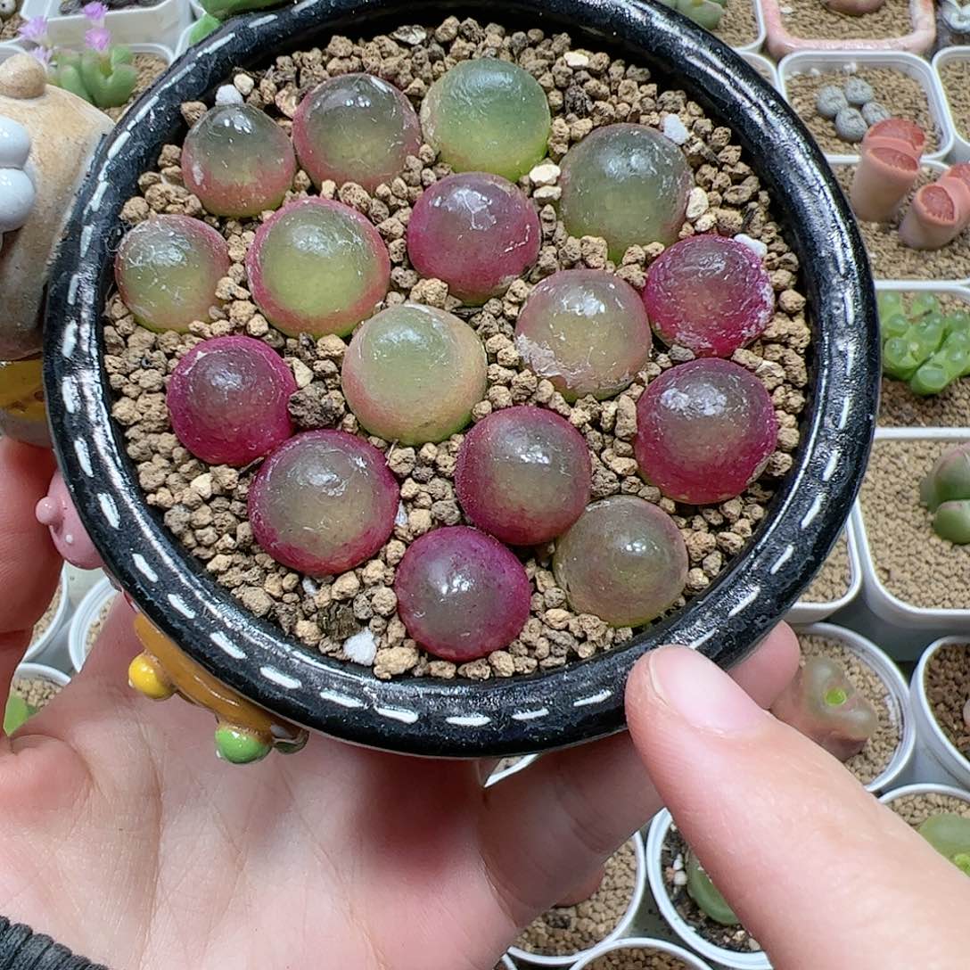 【闪购商品】灯泡10颗1cm脱土随机