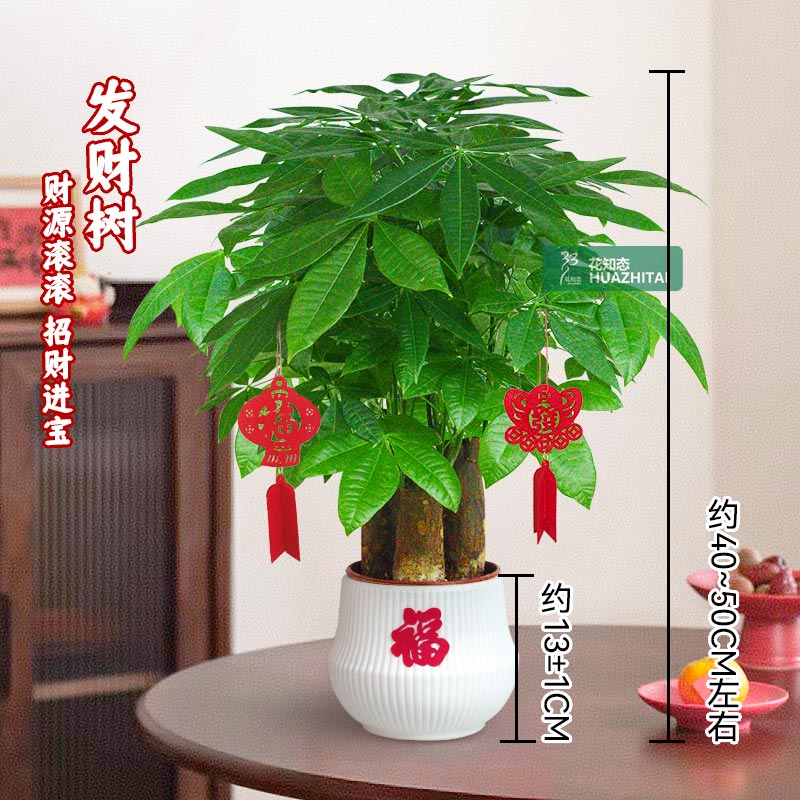 【三杆发财树】耐阴耐旱（40~50CM）花卉好养桌面节日送礼绿植物绿植