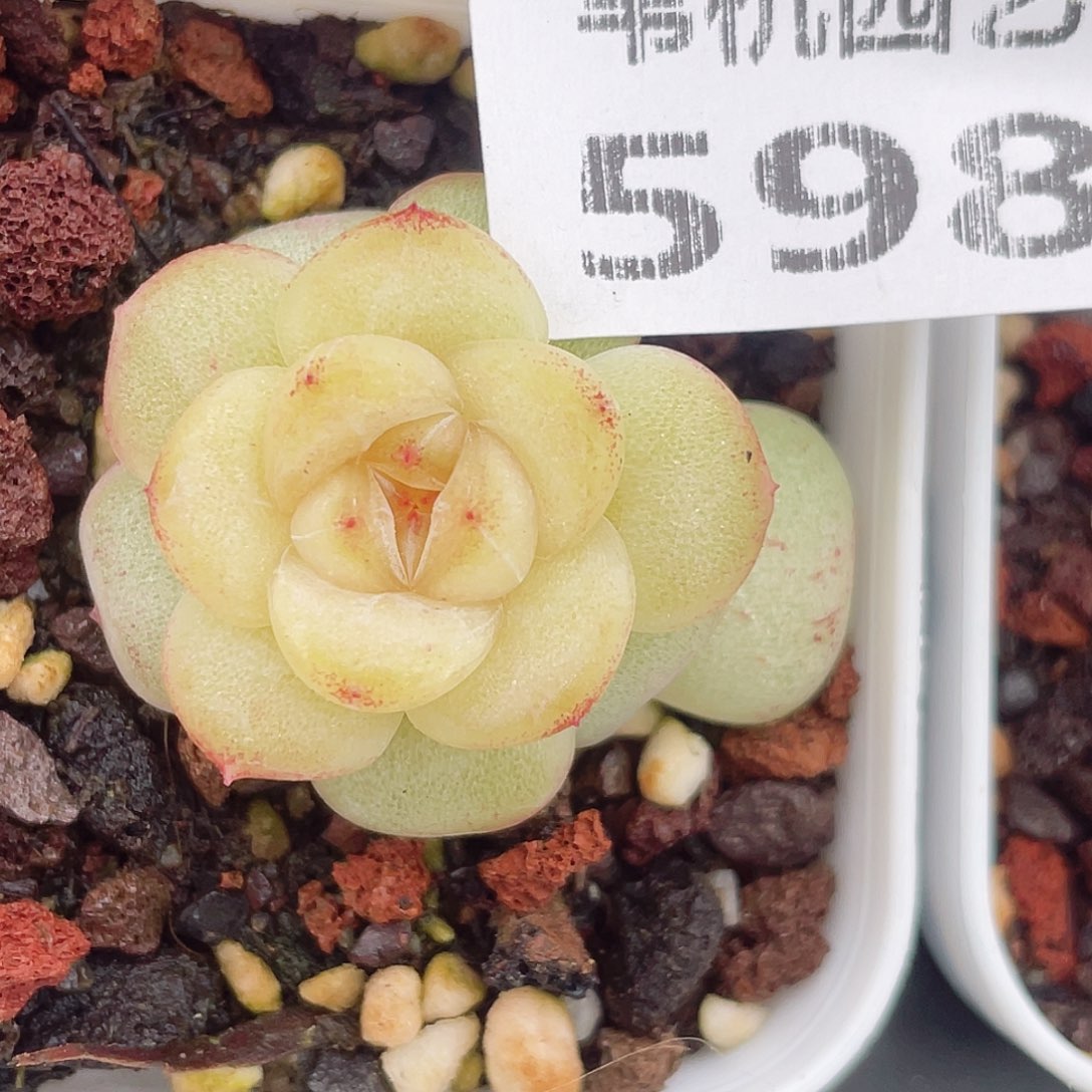 598两件套装送两副随机装