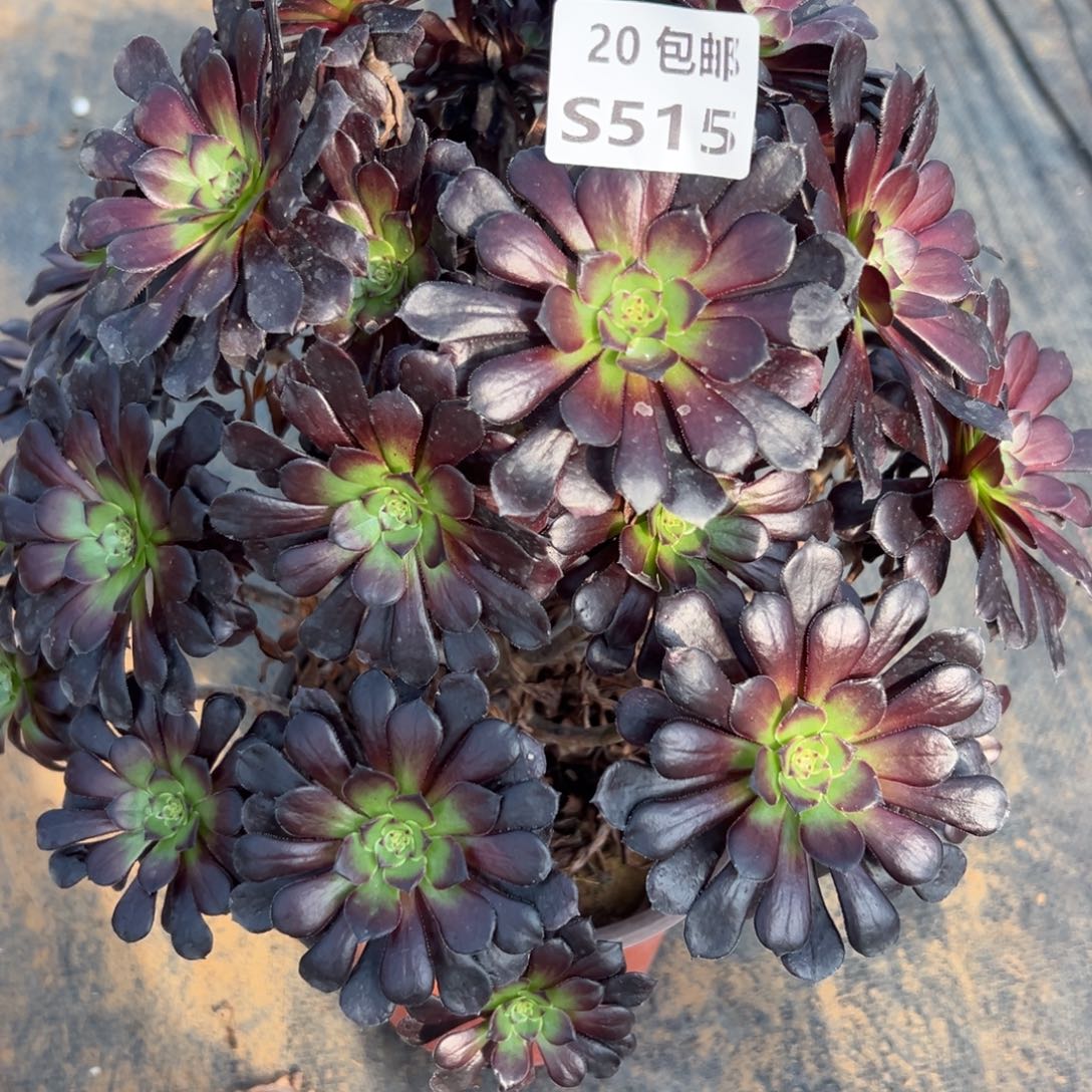 515黑铜，满20包邮嘟叮熊