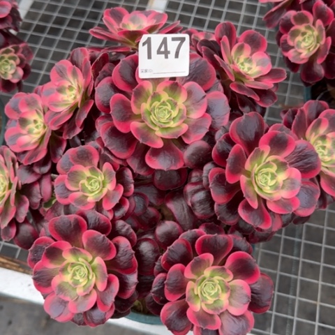 147凤冠30厘米左右