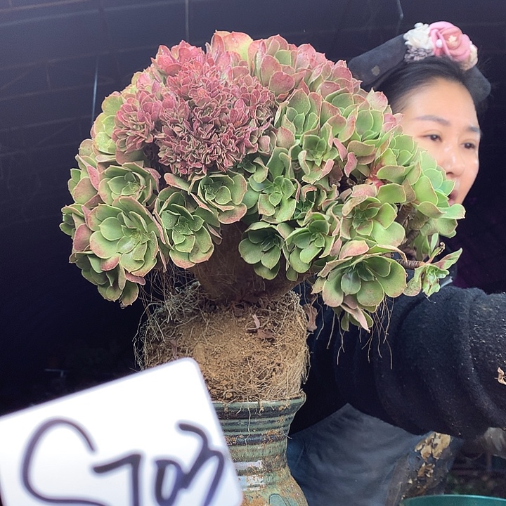 柒柒精品多肉脱土发货不包断侧枝S703