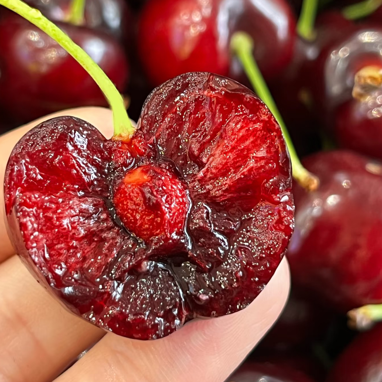海运车厘子品种 桑提娜（J-3J）净重2斤 5斤/内附果径卡桑提娜樱桃智利共和国