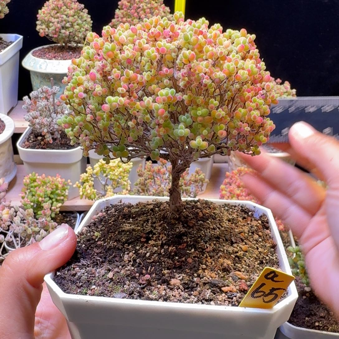 a65号蜜橘冠服10厘米左右