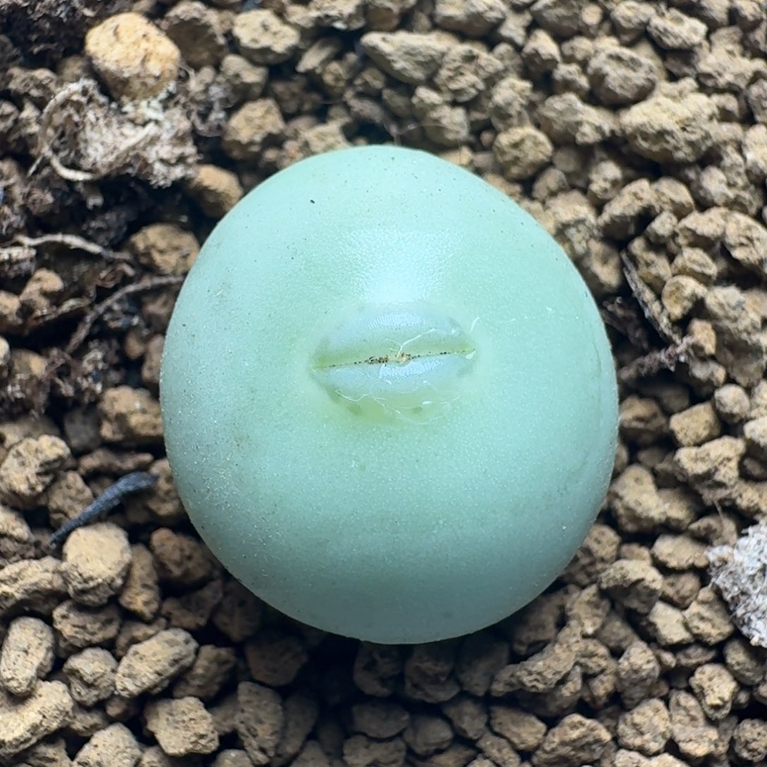 4592一颗白花大g脱土发货