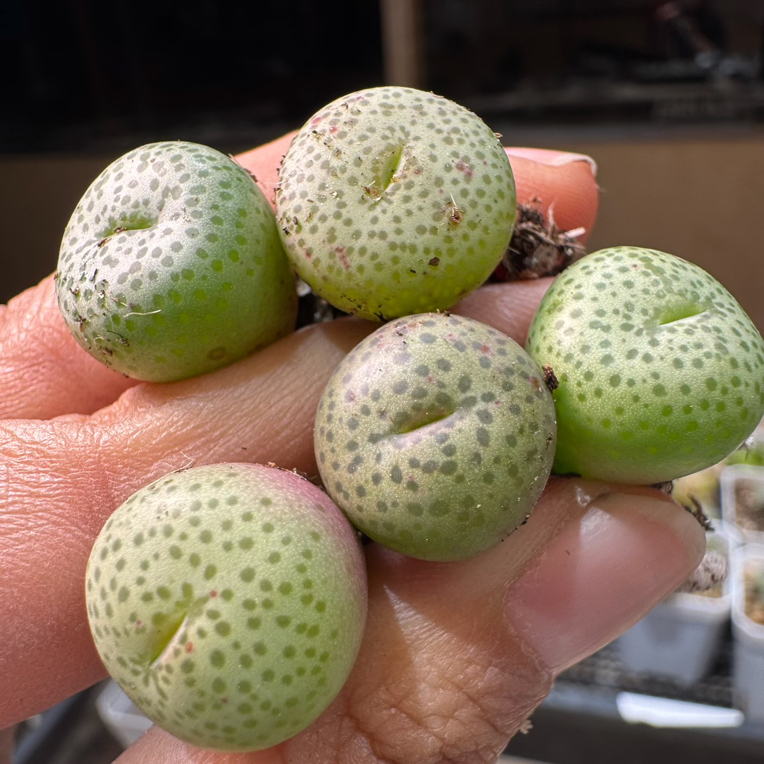 23多肉植物肉锥一颗