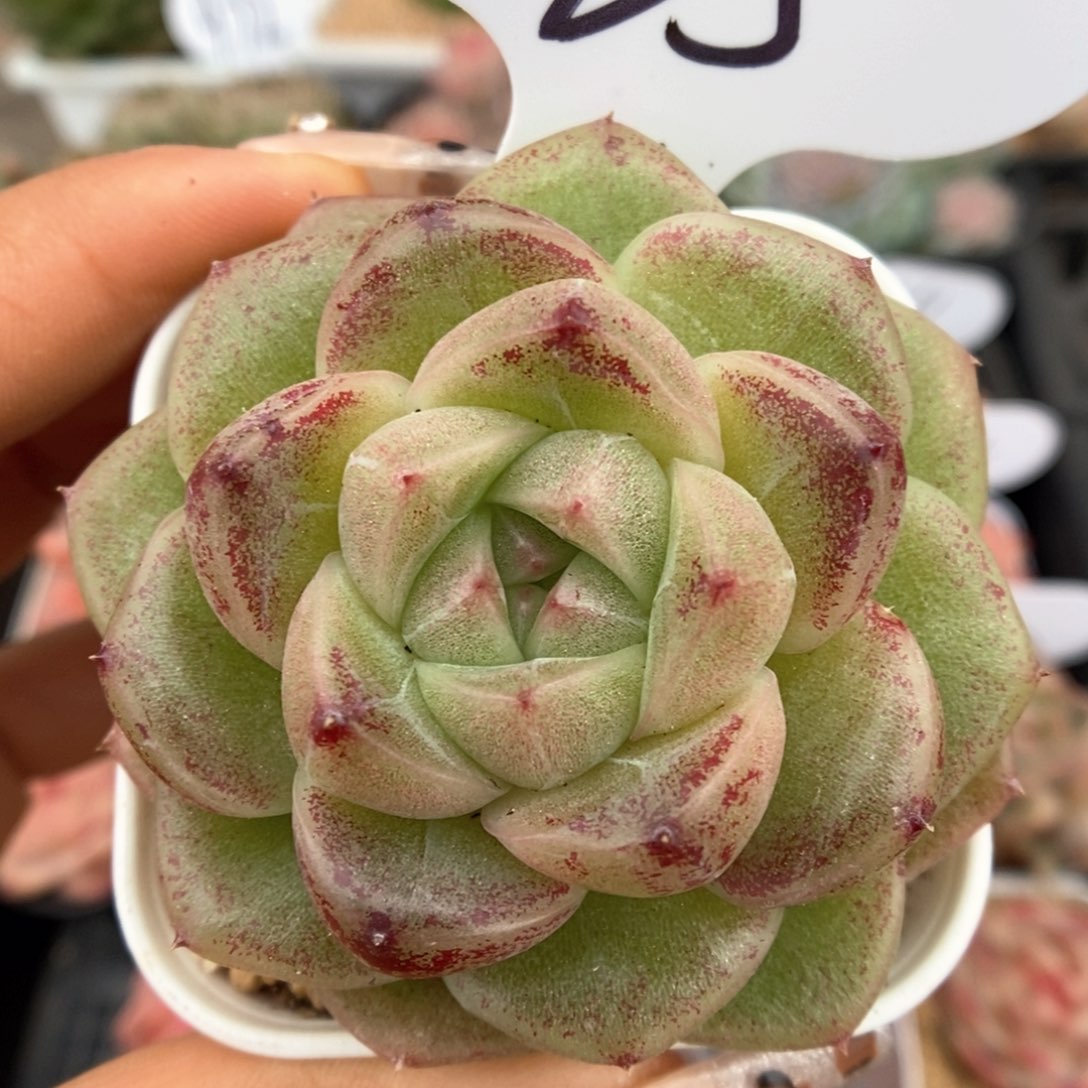 珍妮麦秆可拍965号。