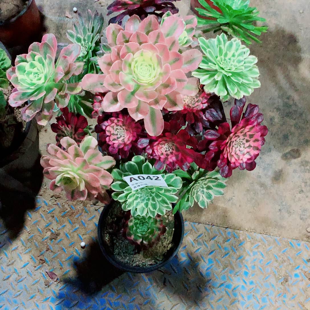 嫁接法师多肉，送海王小头042