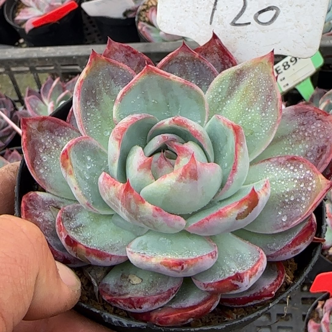 惊鸿一物一拍包装收缩花旱120