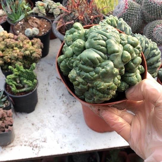 小***子无花朵3577石化带盆土