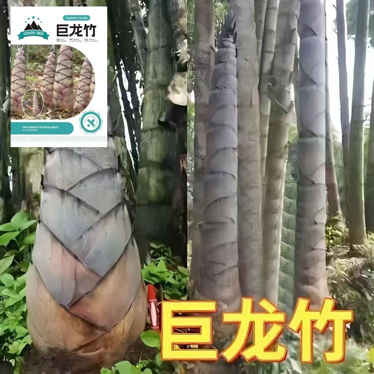 大型巨龙竹楠竹种子使用竹笋种子四级庭院外种植巨龙竹竹子种子