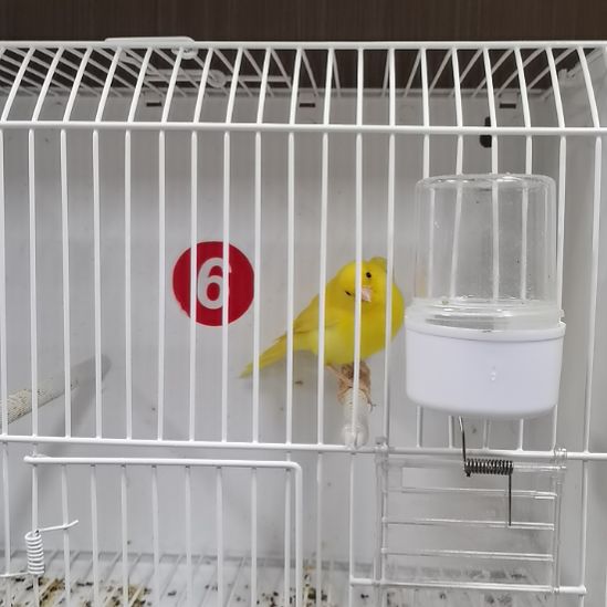 虎皮鹦鹉大*哥虎皮鹦鹉扬州黄一对