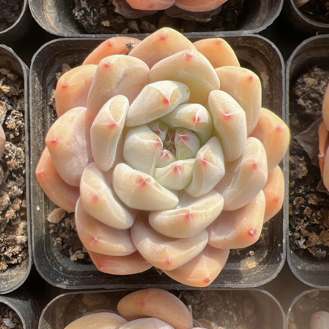 70#单头卡比兽-带盆土