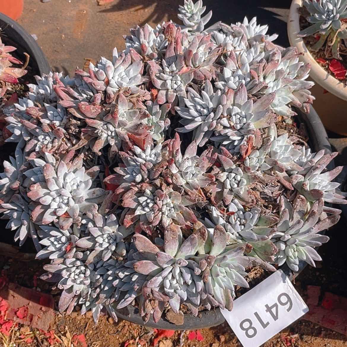 【闪购商品】150白姆白姆