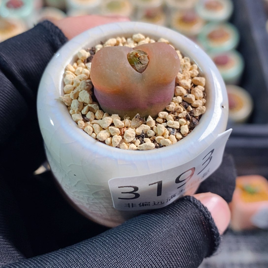 3193-一物一拍 带盆