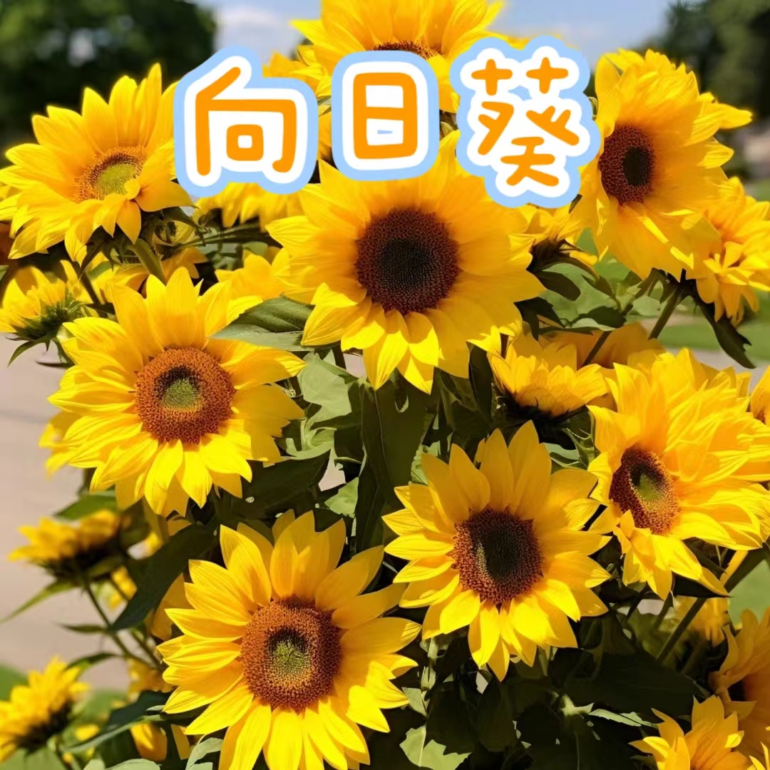 【向日葵】光辉岁月向阳好看好养花卉盆栽