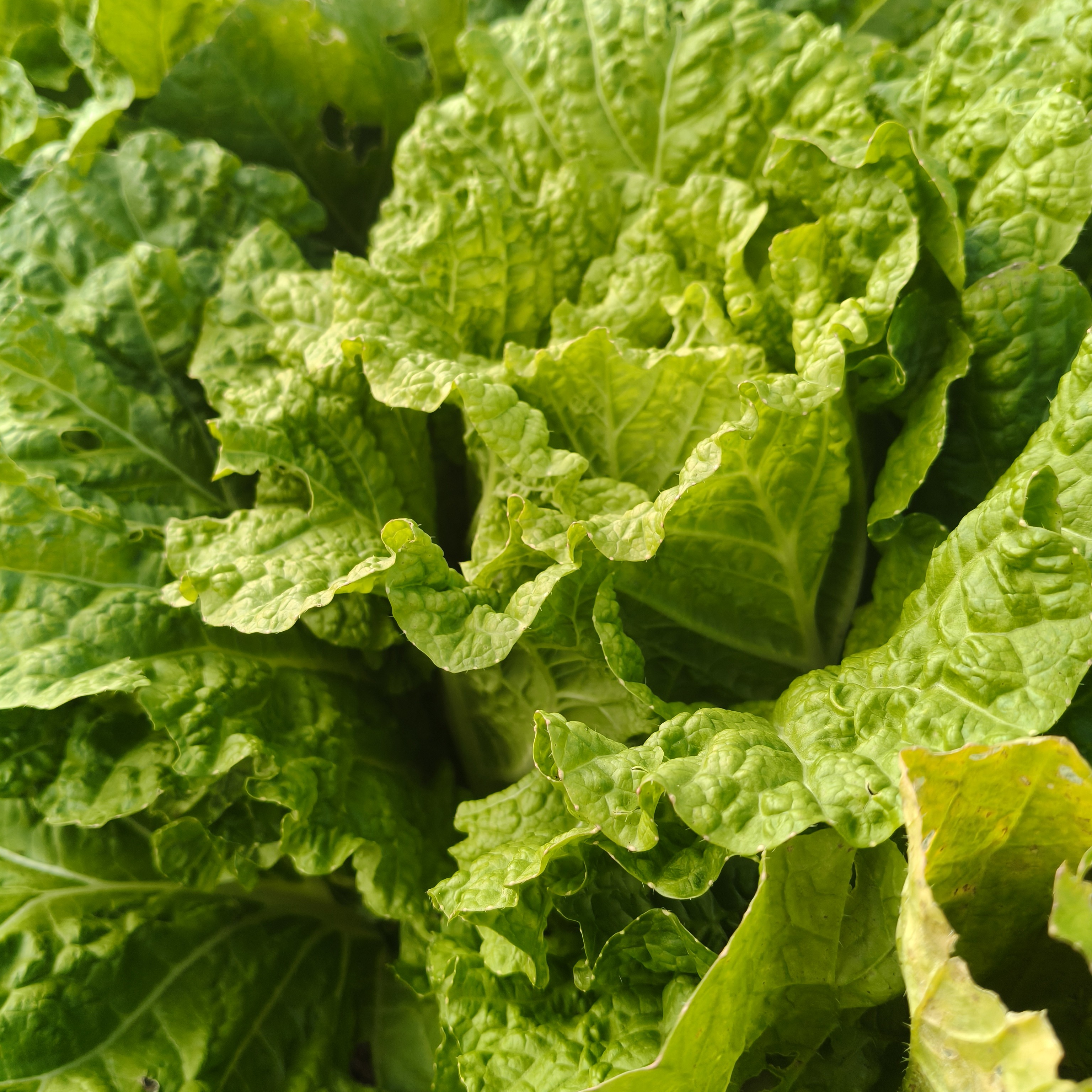 长白山脚下松树镇。自己家小园儿种的大白菜。