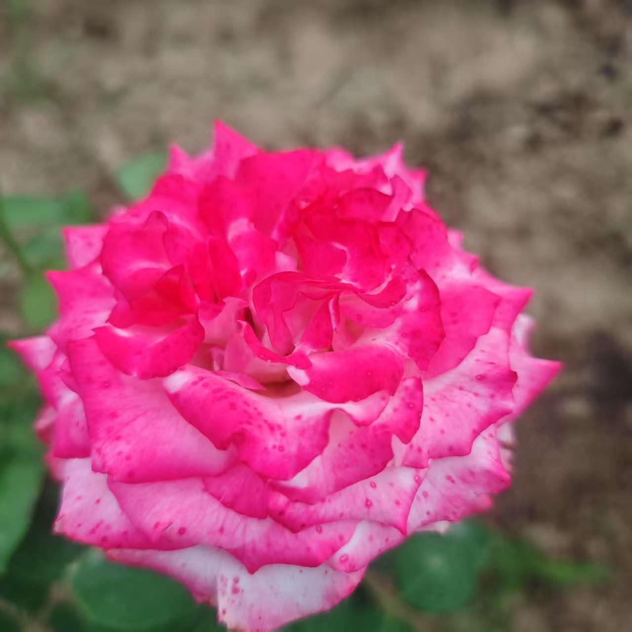 南烟切花月季根接苗
