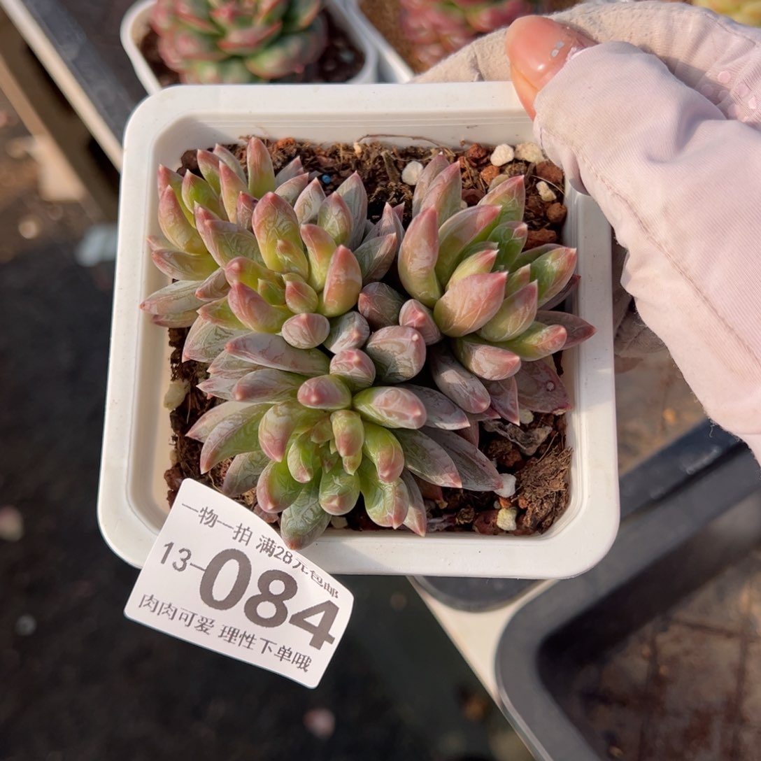 重楼多肉多肉多肉多肉