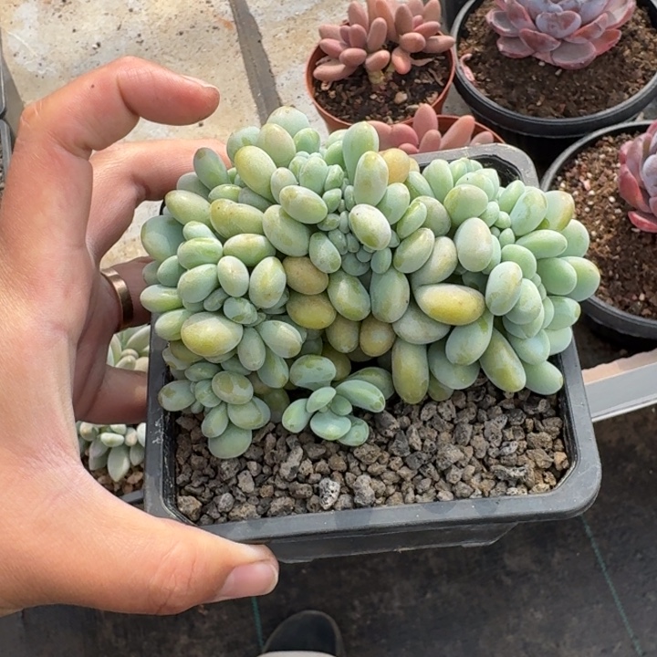 洛神 缀化  一物一拍