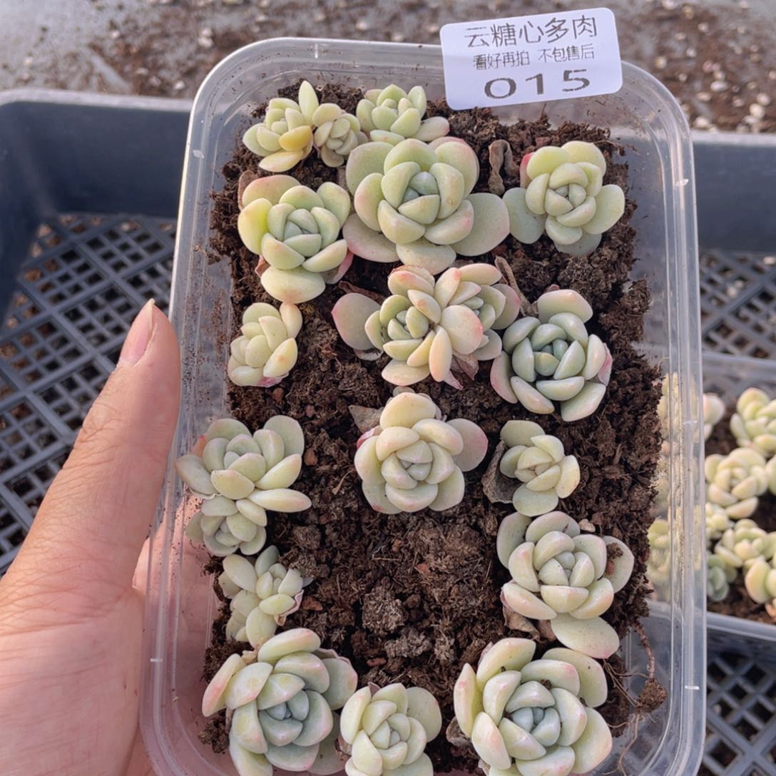 云糖心多肉植物15