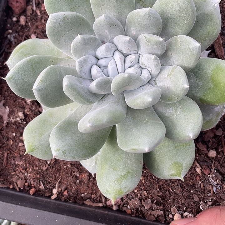 牡丹苹果叶群生福利