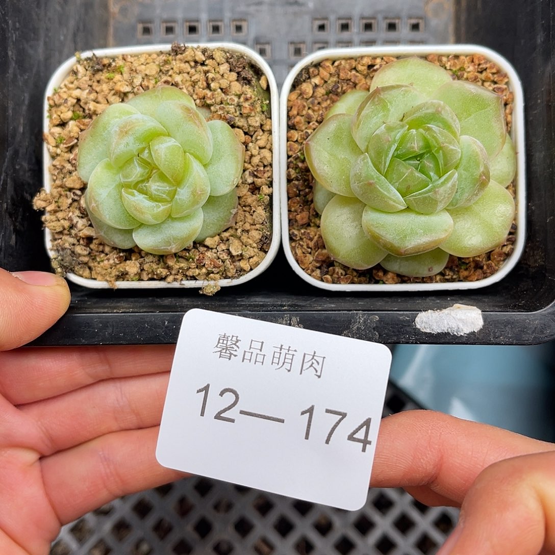 多肉一物一拍12-174