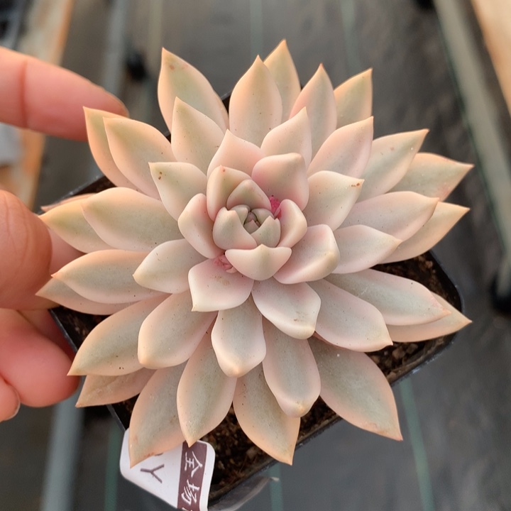 斯佳丽锦多肉植物