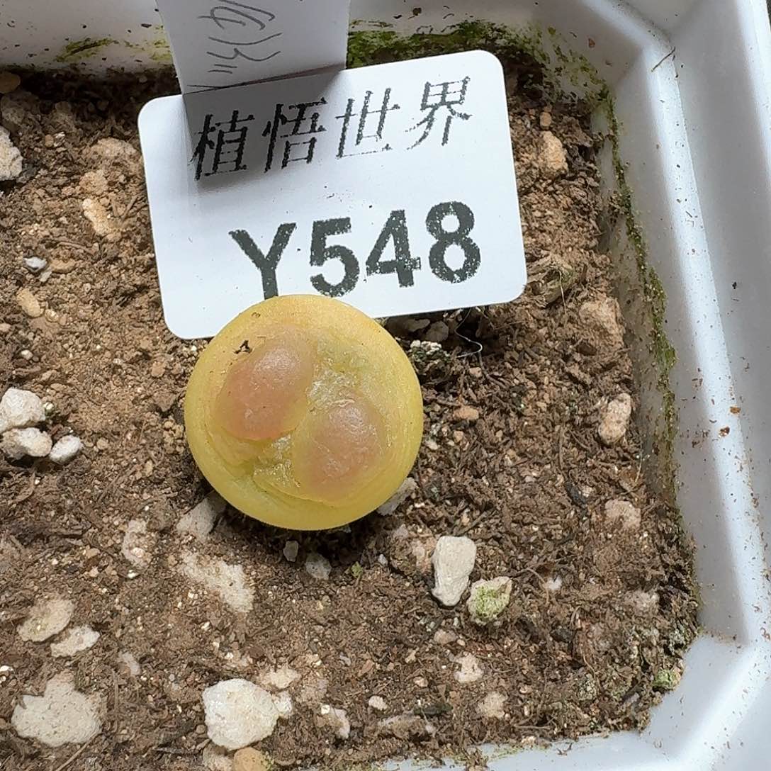 548号多肉植物哇f c