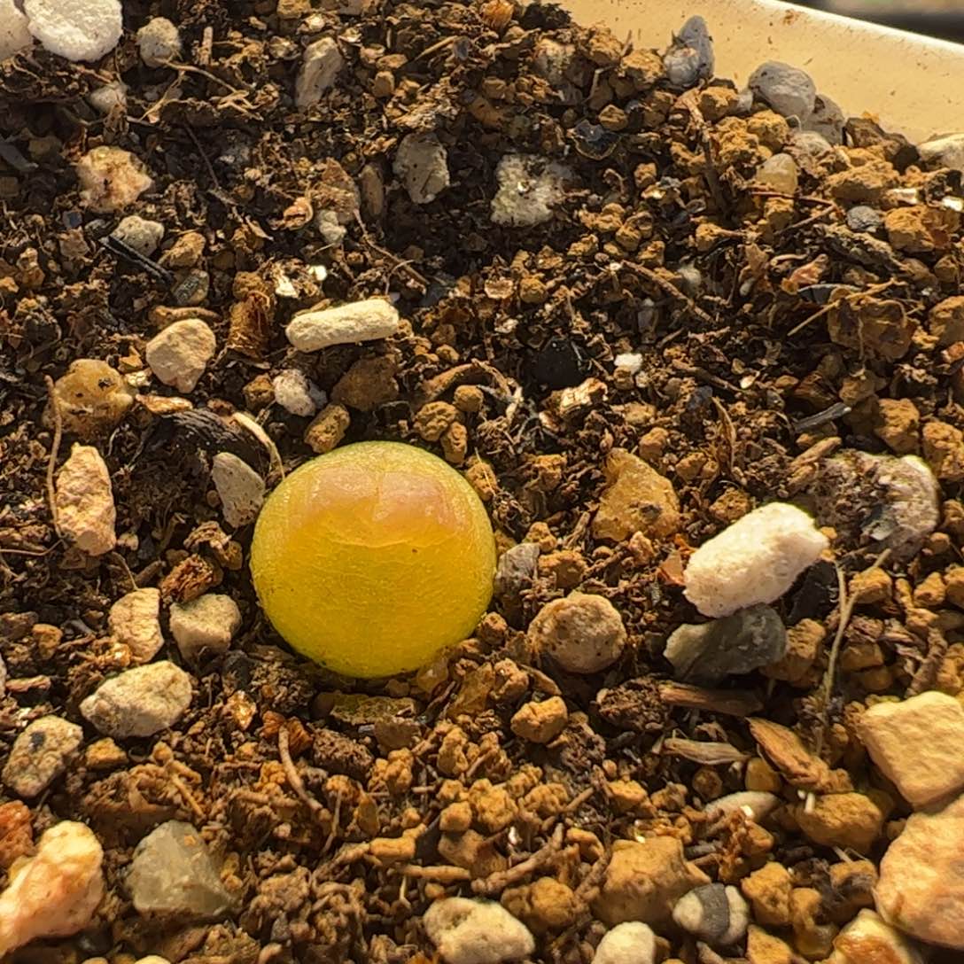 多肉植物百科拉登