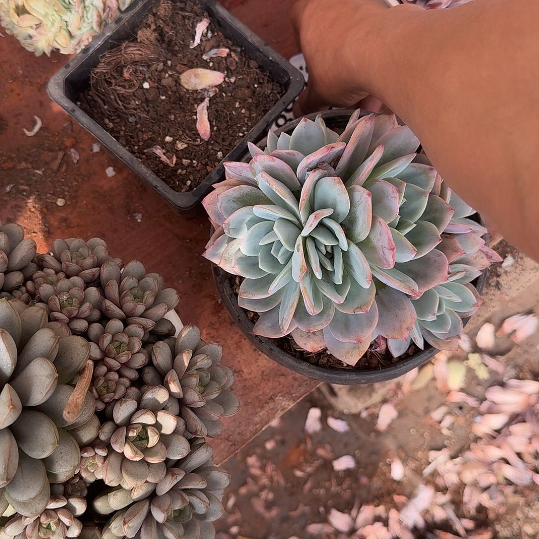 ༻***听959凤橙一个一物一拍