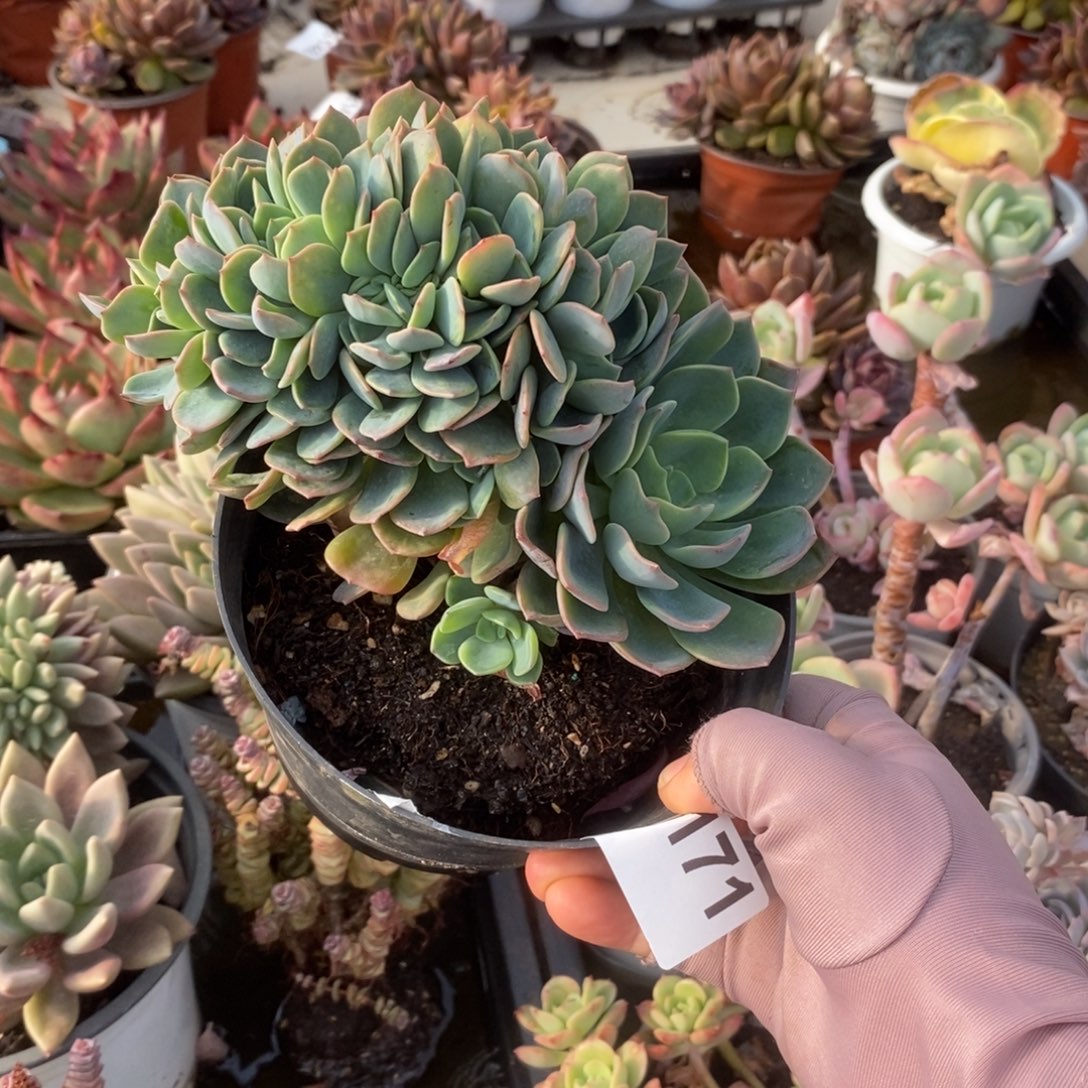 6171甜橙缀一物一拍