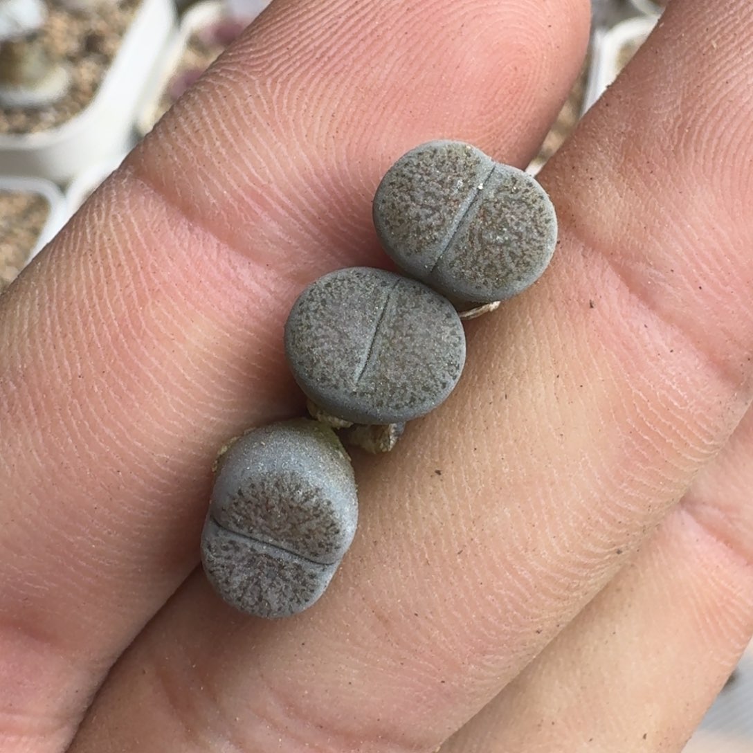 少*游K807线招福多肉苗