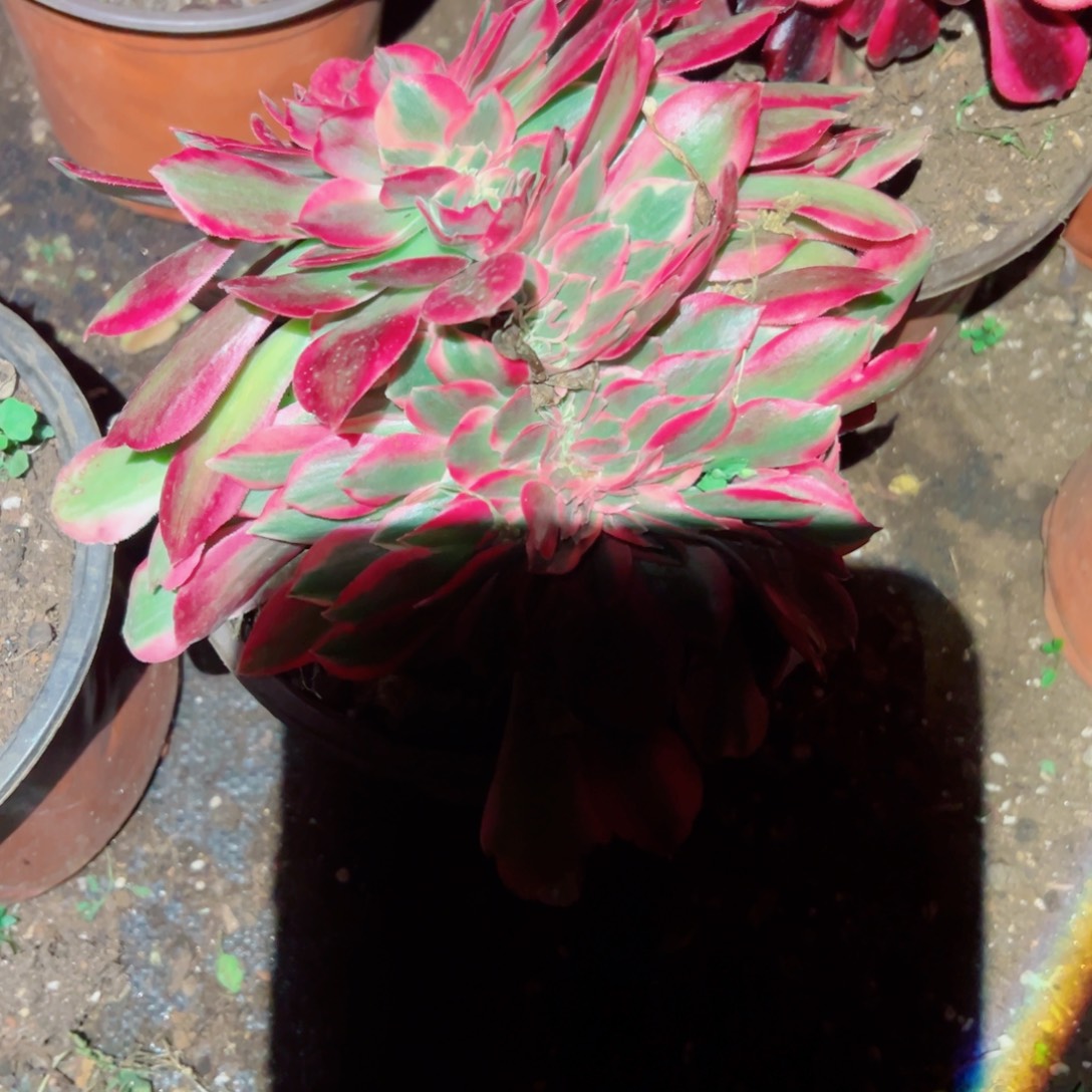 我1135 号多肉法师新年福利