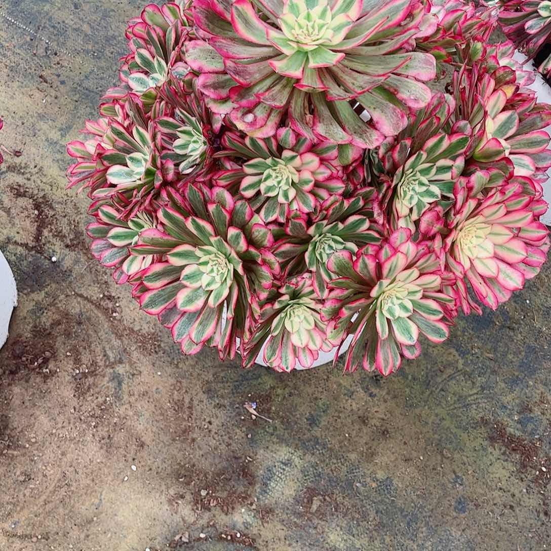 无花朵请****”多肉植物红同921