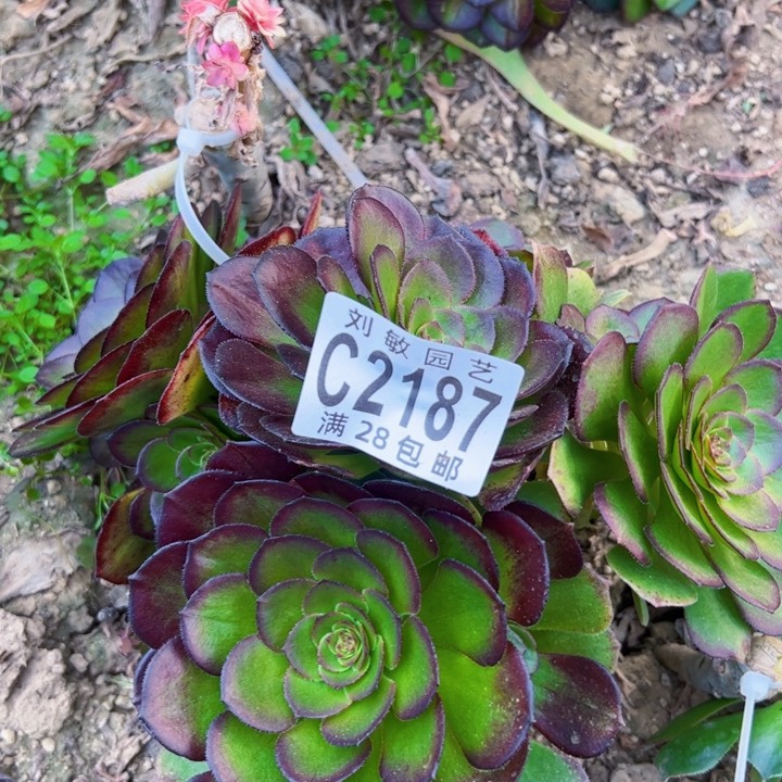 2187多肉植物法师法师无根